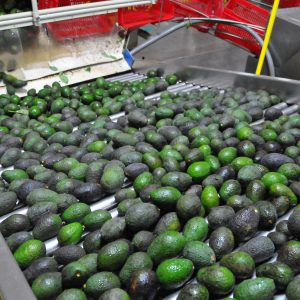 Avocados in Uruapan, Michoacán