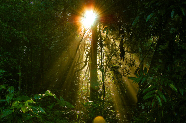 <i>Commentary</i></br>Companies and Carbon Credits: From Anecdote to Evidence