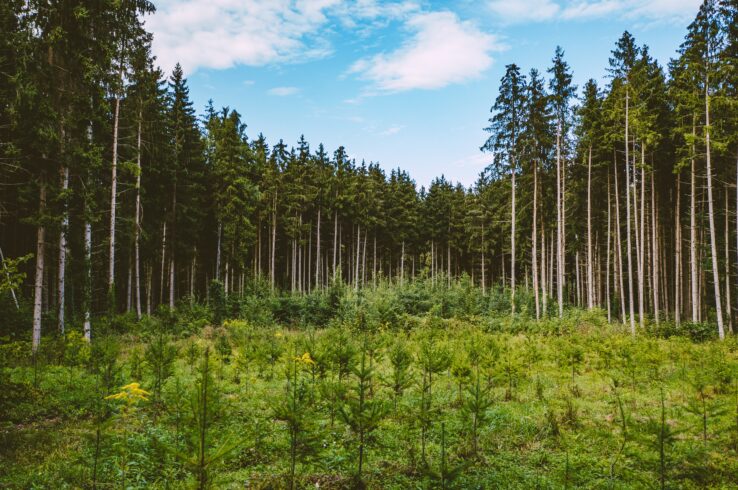 New Report: The Voluntary Carbon Market Contracted in 2023, Driven by Drop-off in Transactions for REDD+ and Renewable Energy