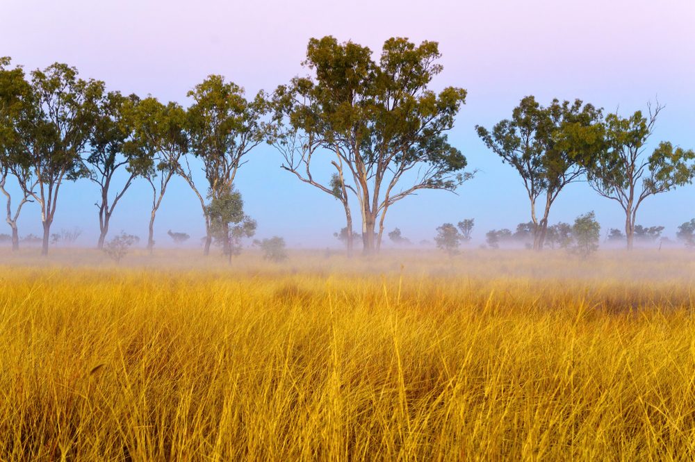 New Global Study Maps Policy for Nature Credit Markets, Revealing Diverse Approaches Across Six Continents